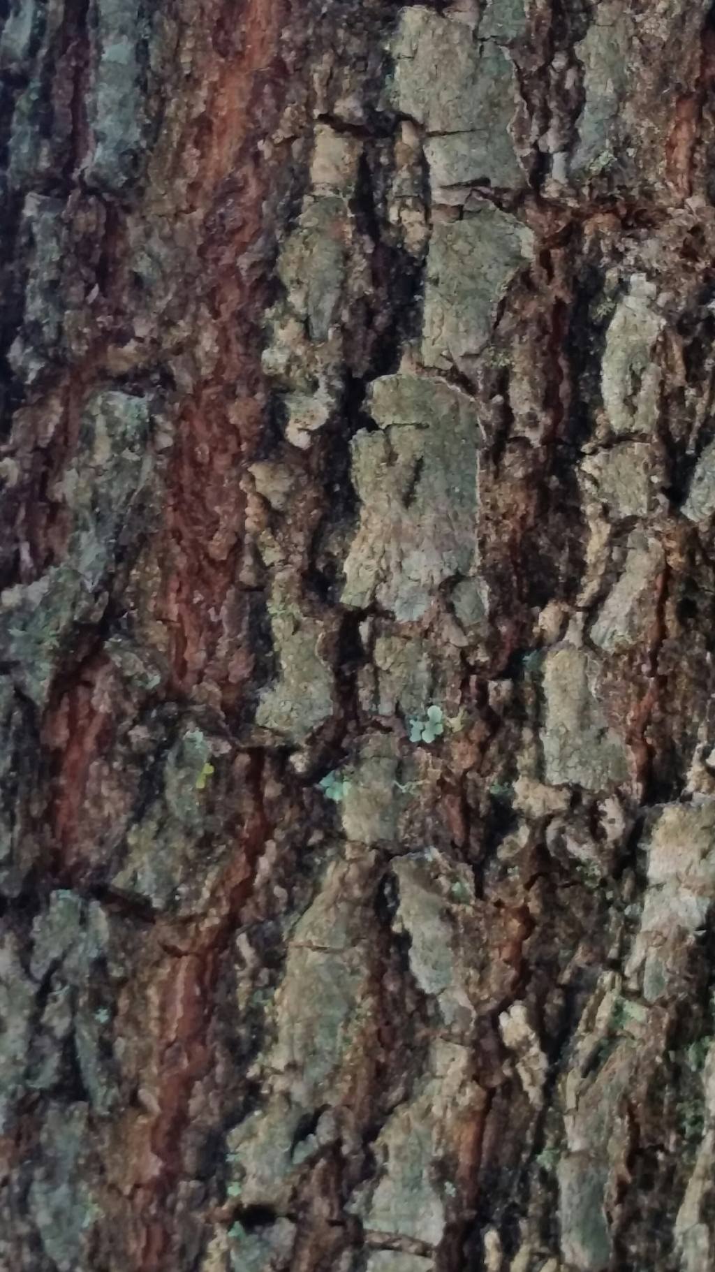 Che tipo di quercia ?